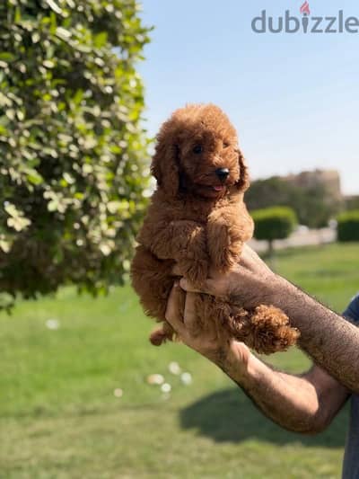 ولد توي بودل