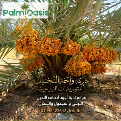 نخيل برحي ومجدول وسكري