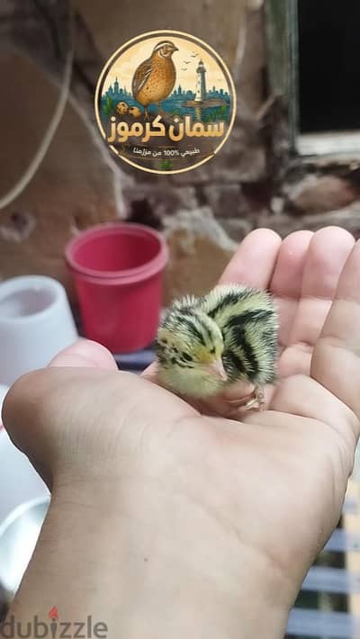 سمان اعمار مختلفة اقرا  الوصف جيدا ا