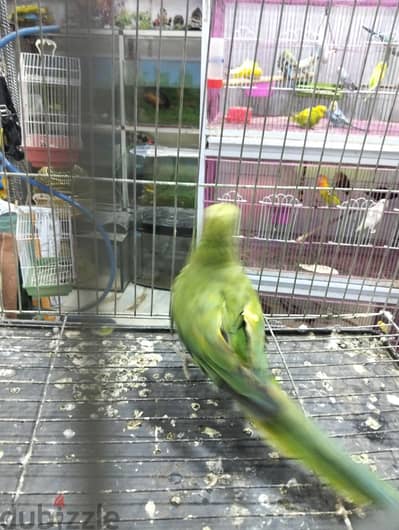 نتاية درة هندي