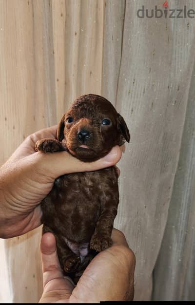 Dark Red poodle puppies