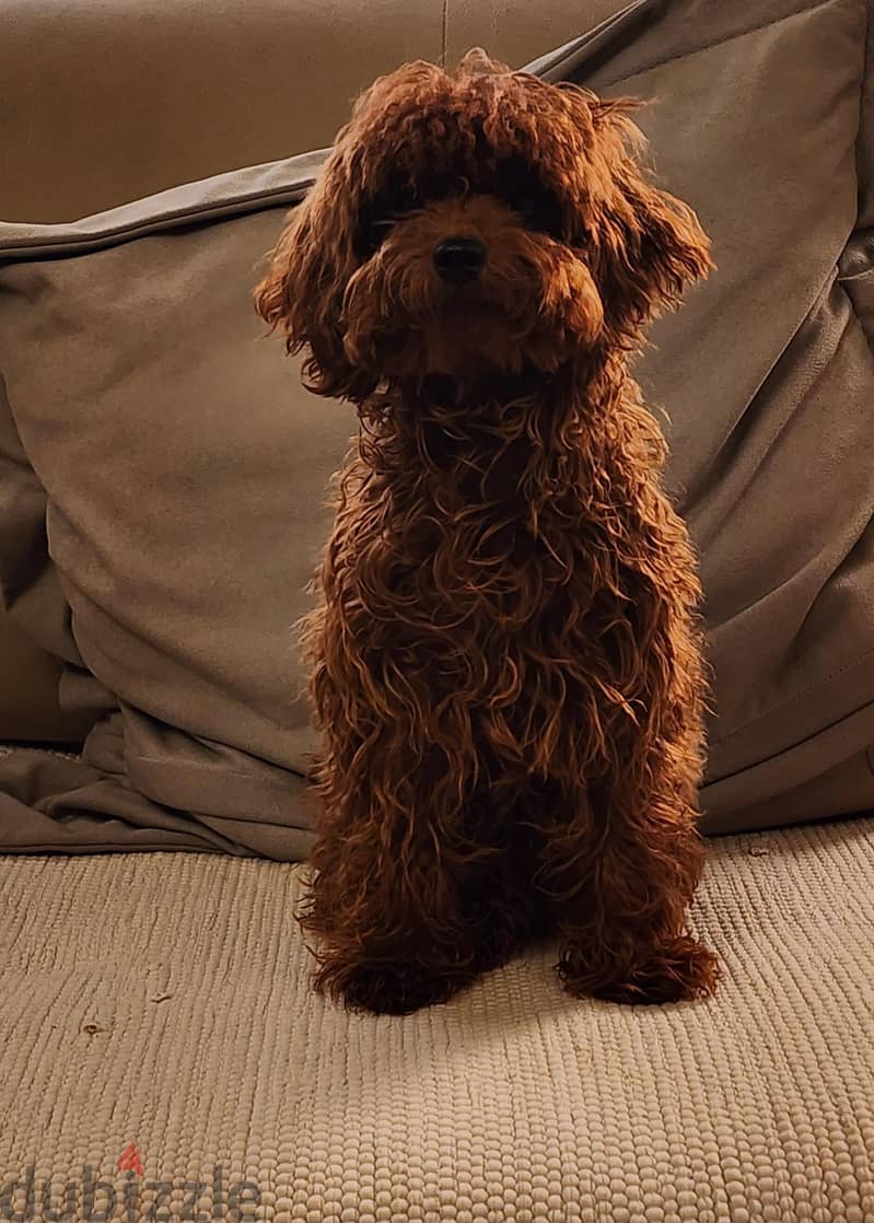 Dark Red poodle puppies 1