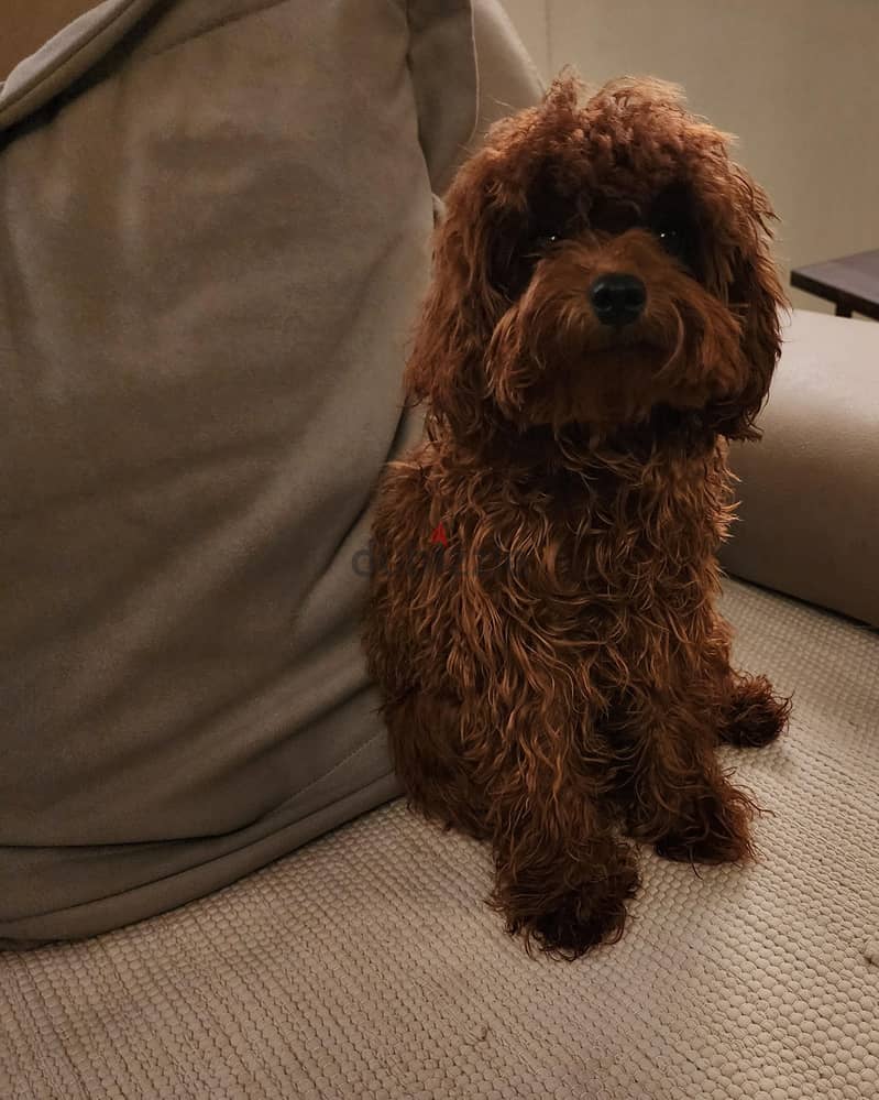 Dark Red poodle puppies 2