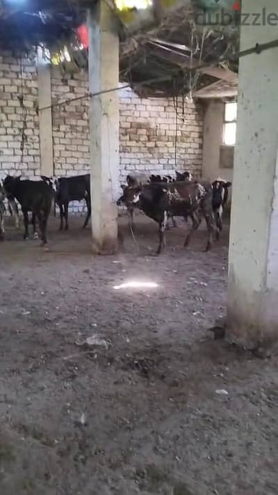 ٨ عجول محير عمر ٩ شهور