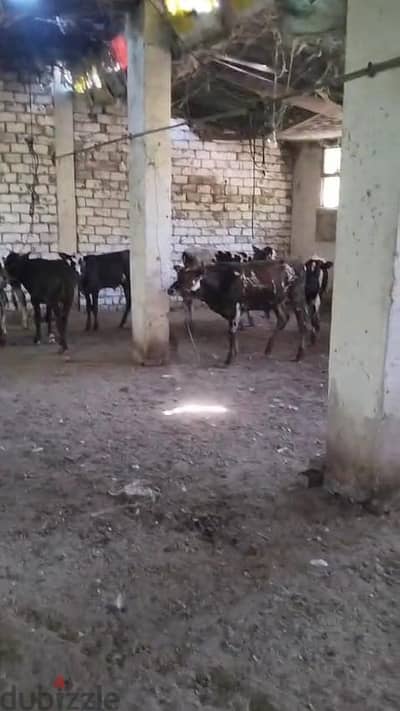 ٨ عجول محير عمر ٩ شهور
