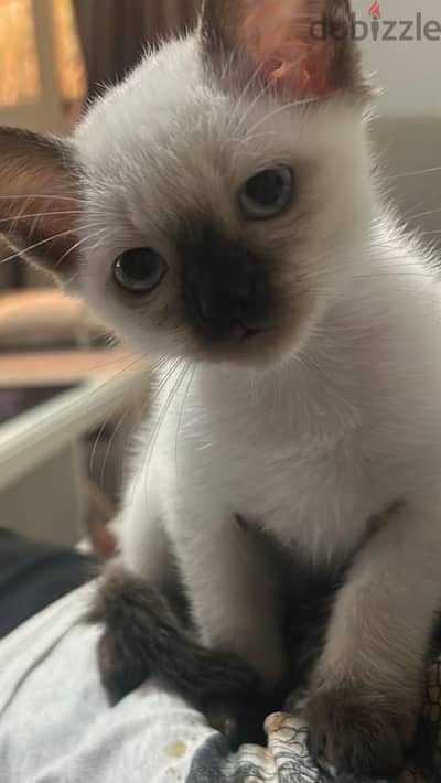 Seal point Siamese cats سيامي سيامى