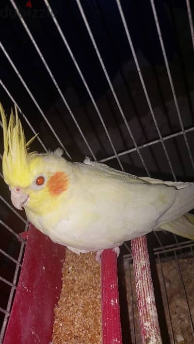 عصافير للبيع