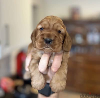 Cocker puppy 45 days  كوكر