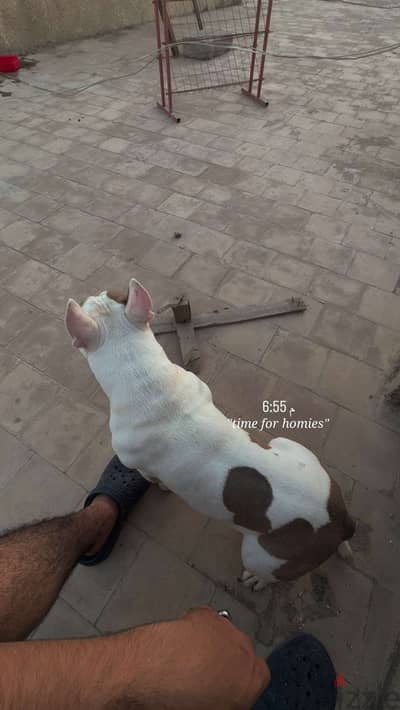 ذكر بيبتول بولى