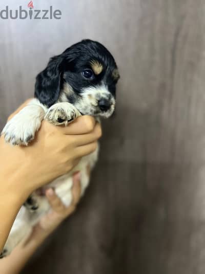 Cooker puppy brown