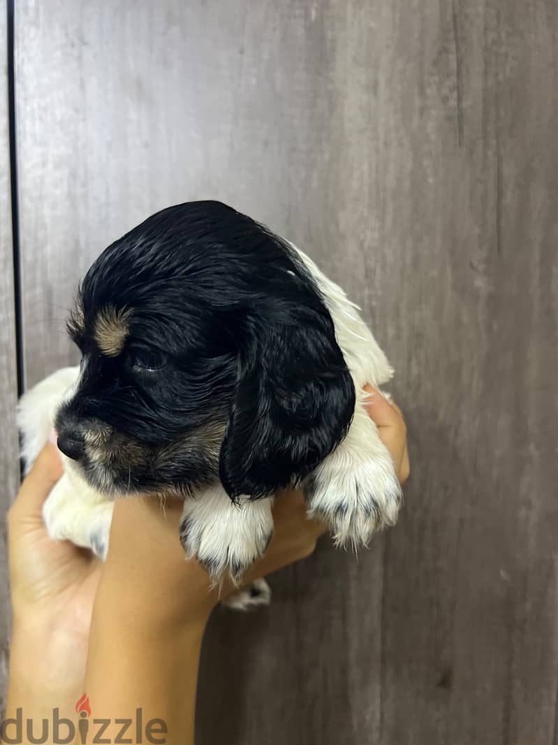 Cooker puppy brown 1