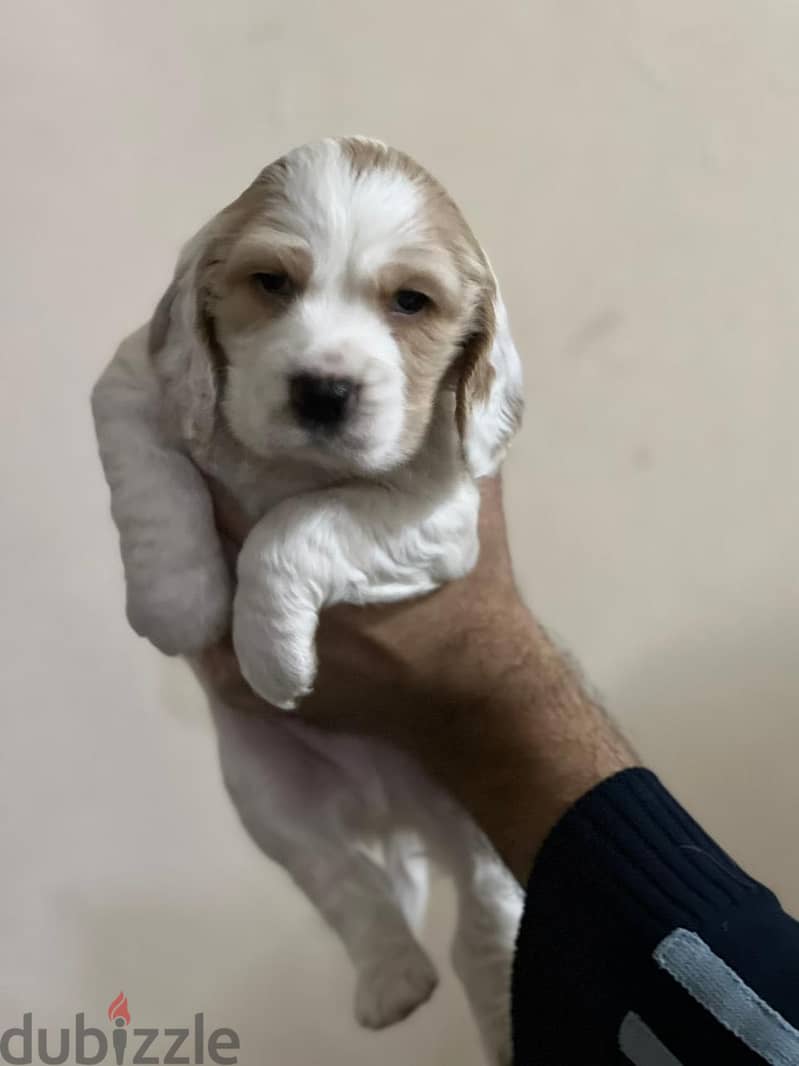 Cooker puppy brown 3
