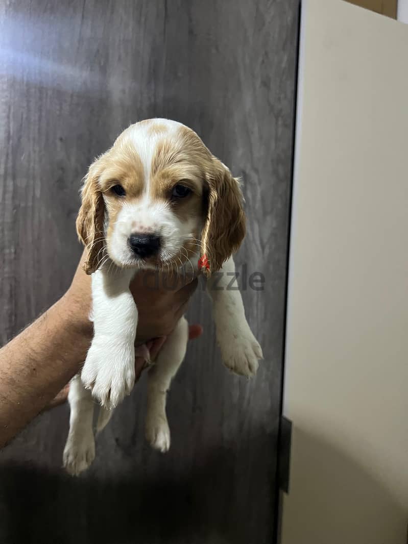 Cooker puppy brown 4