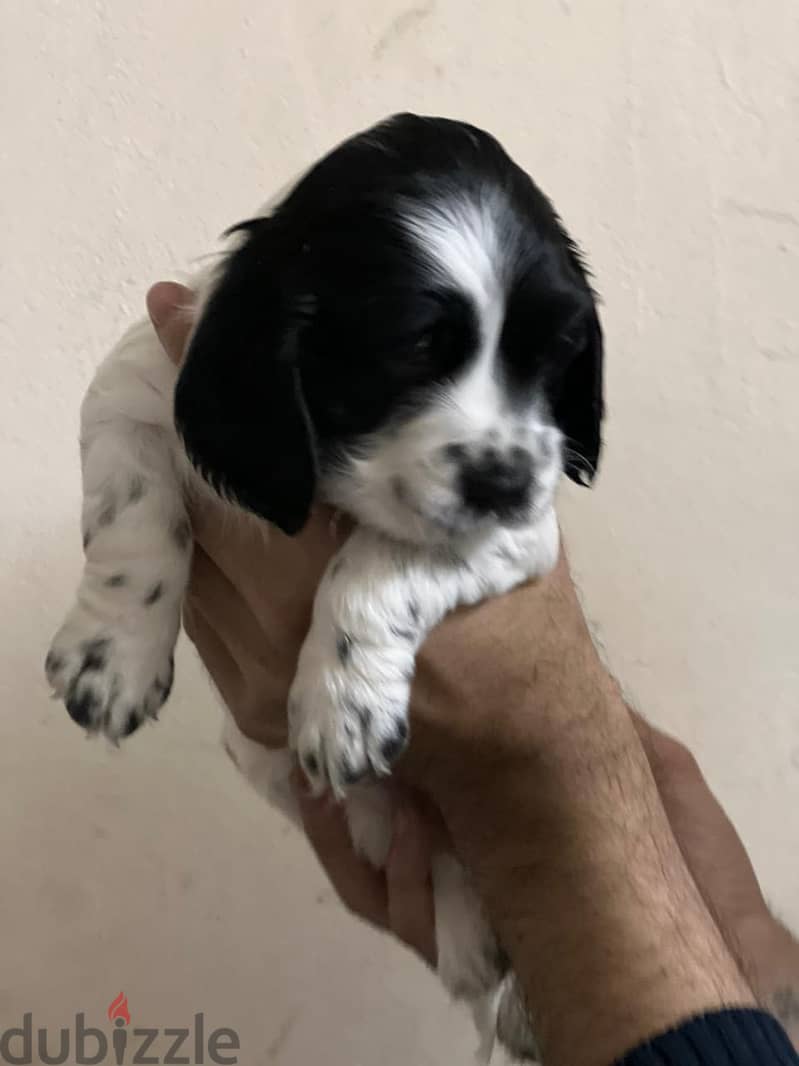 Cooker puppy brown 5