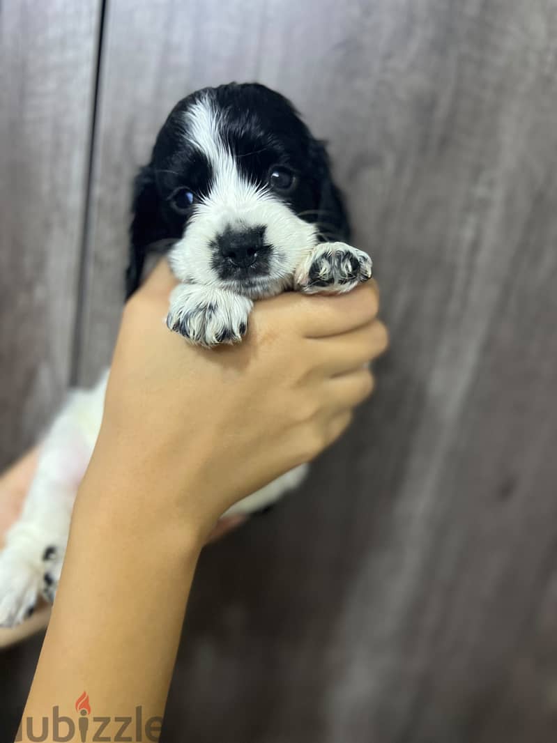 Cooker puppy brown 6