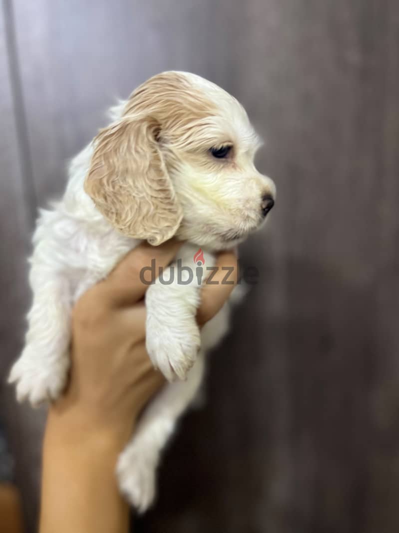Cooker puppy brown 7