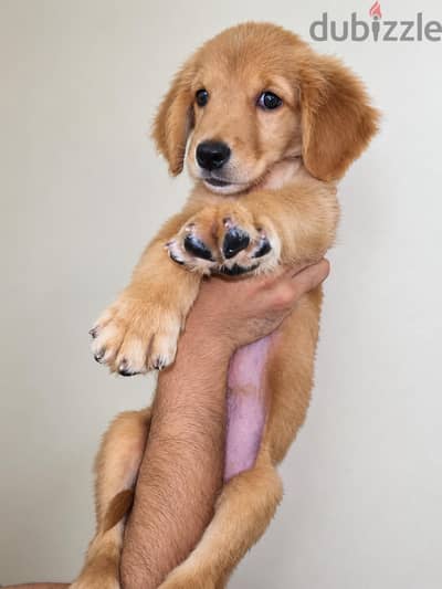 اخر جرو جولدن انجليزي اهالي مستوردة English golden puppy(male)