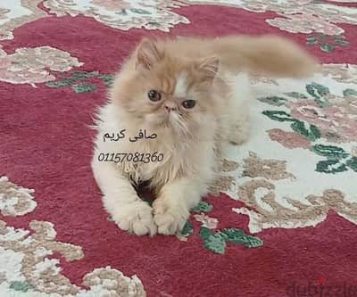 ولد هارليكان ريد بيكى فيس