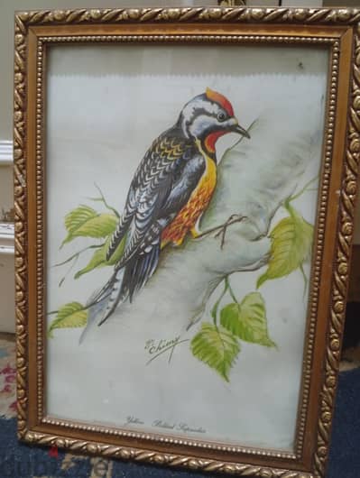 برواز للبيع