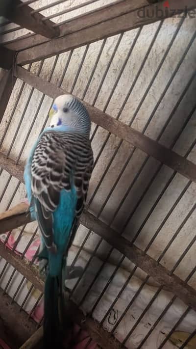 قص بادجي حجم و صحه بسم الله ماشاء الله