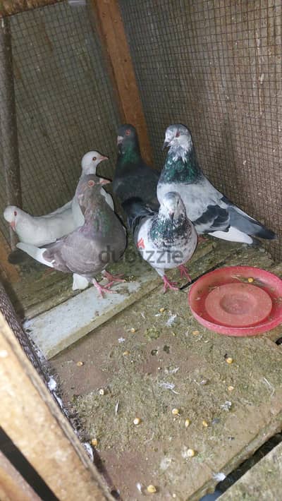 فرصة لسرعة البيع