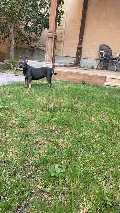 American bully puppy