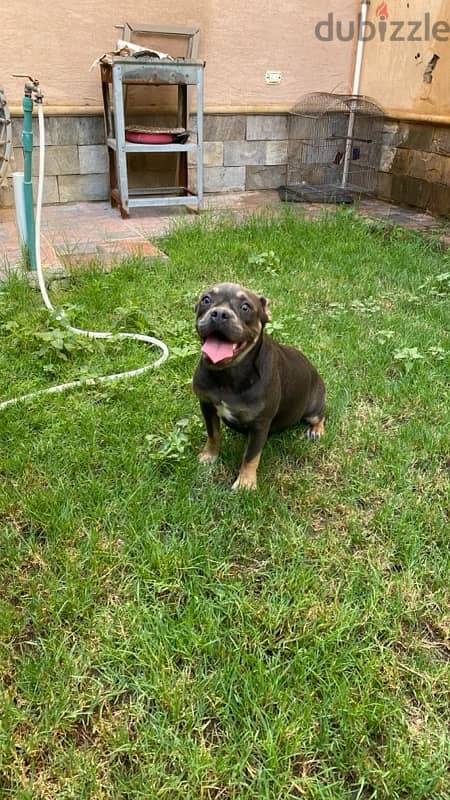 American bully puppy 1
