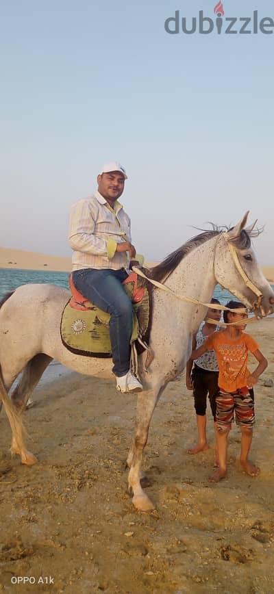 مصطفى محمد