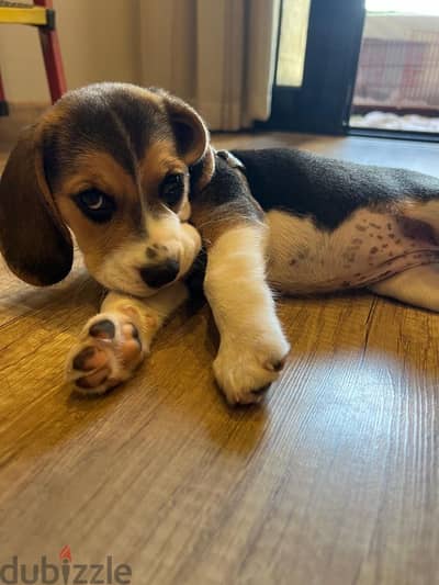 جرو بيغل بنت ٦٠ يوم - Puppy Female Beagle