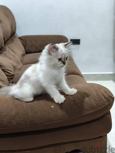 Persian cat