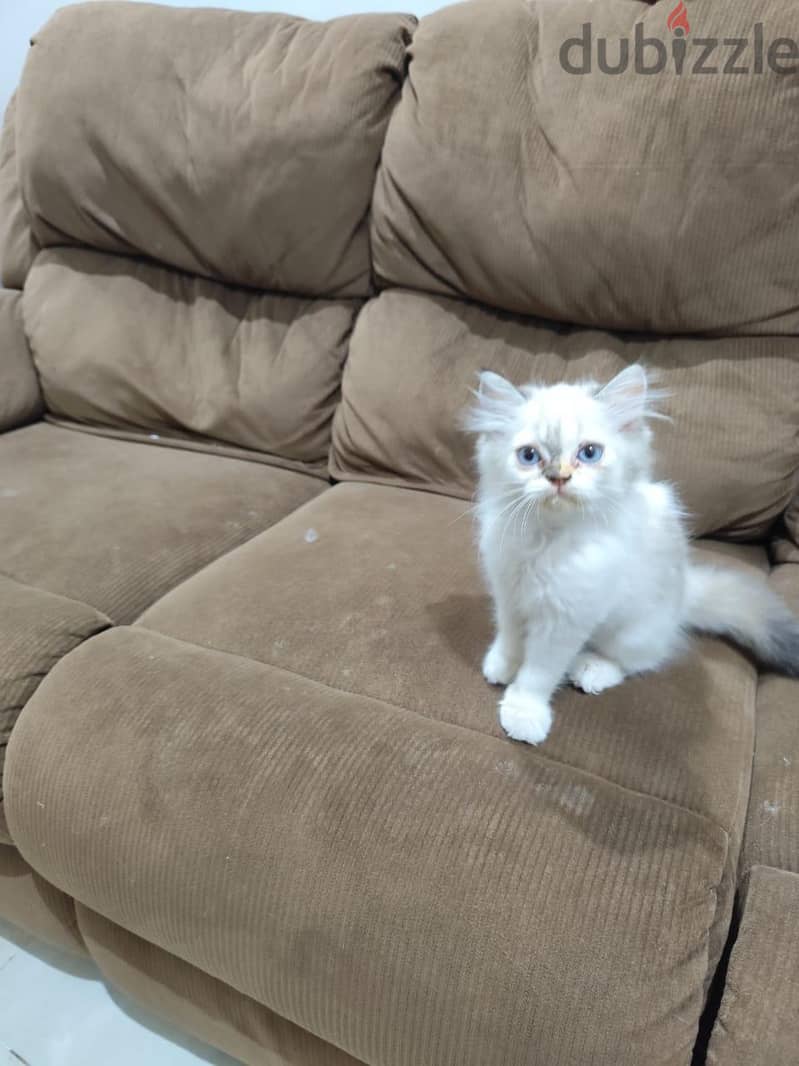 Persian cat 1