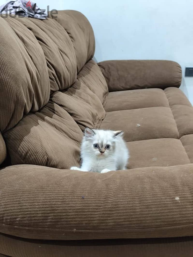 Persian cat 2