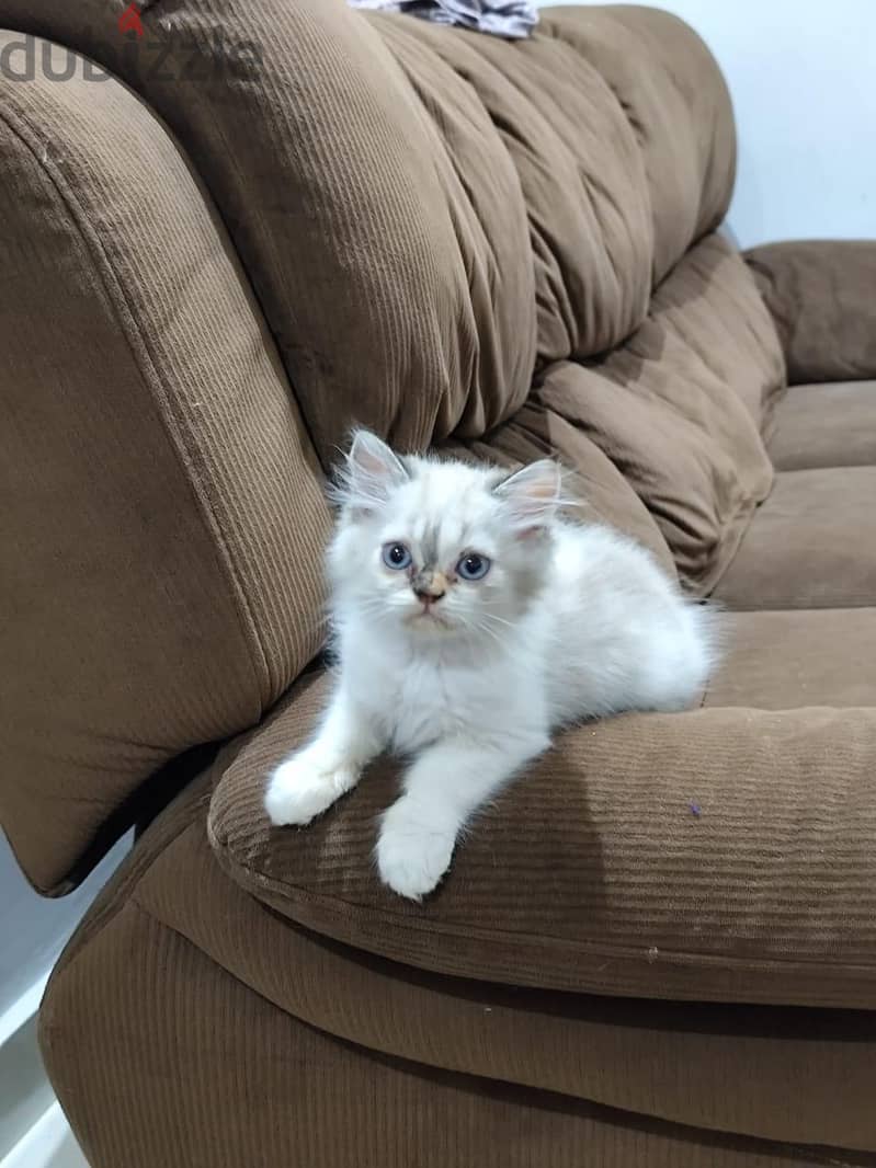 Persian cat 3