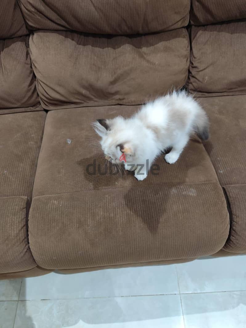 Persian cat 4
