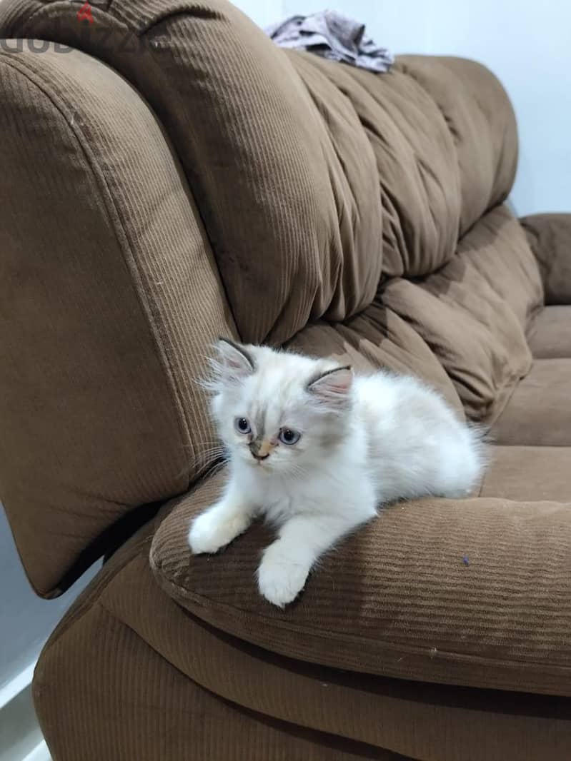 Persian cat 5