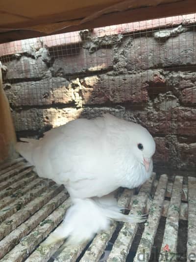 عرض مجموعه حمام للبيع باقل الاسعار01143032473