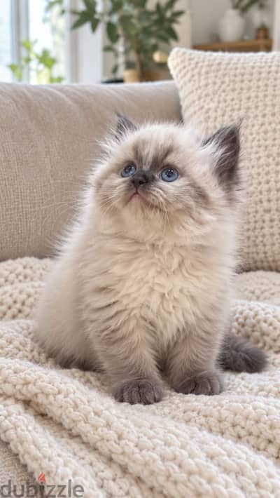 Himalayan Kittens with passport