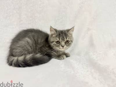 Scottish straight tabby male 3 months old