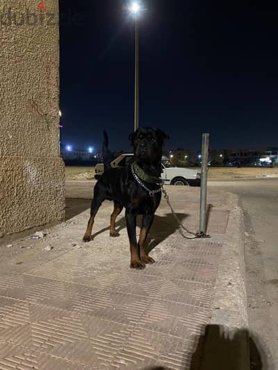 كلب روت وايلر للبيع