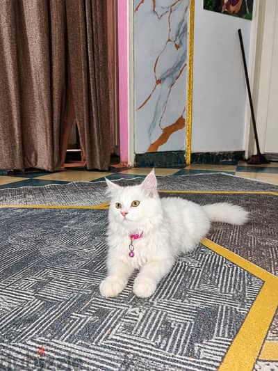 cat to marry only قطه للزواج