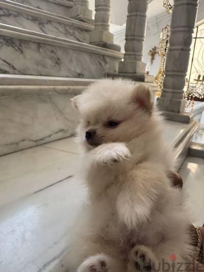 Pomeranian