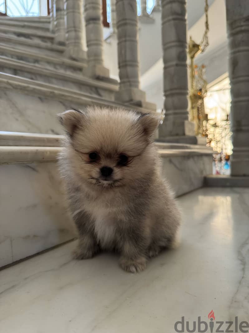 Pomeranian 1