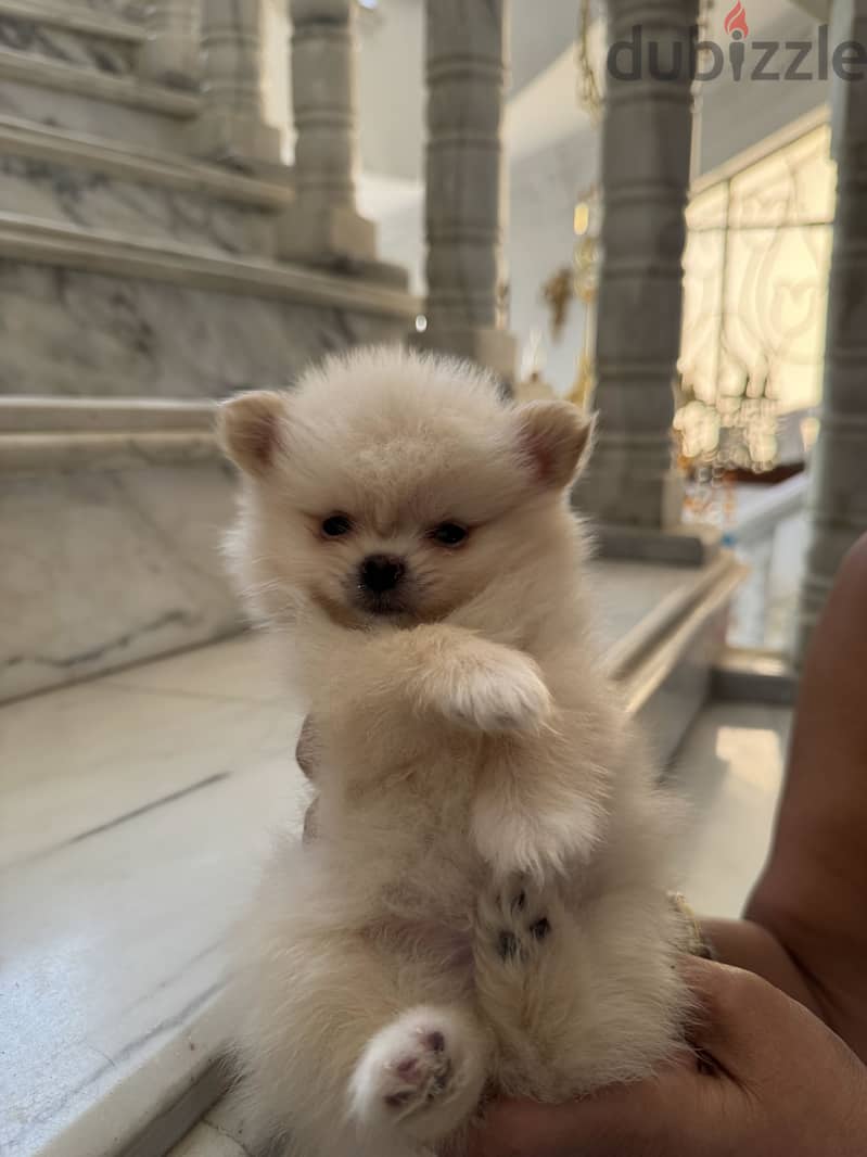 Pomeranian 2
