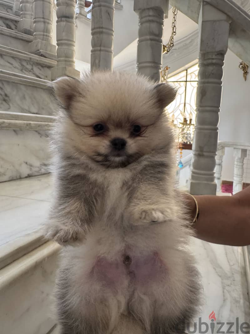 Pomeranian 3