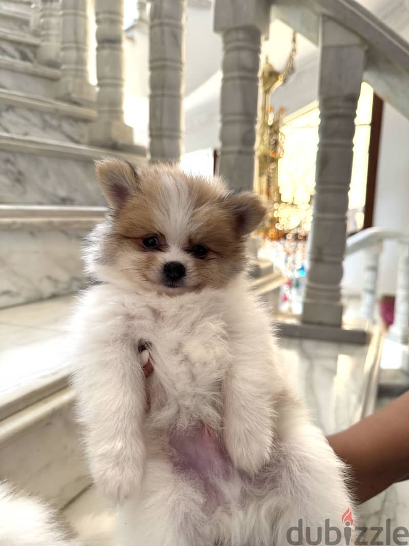Pomeranian 4