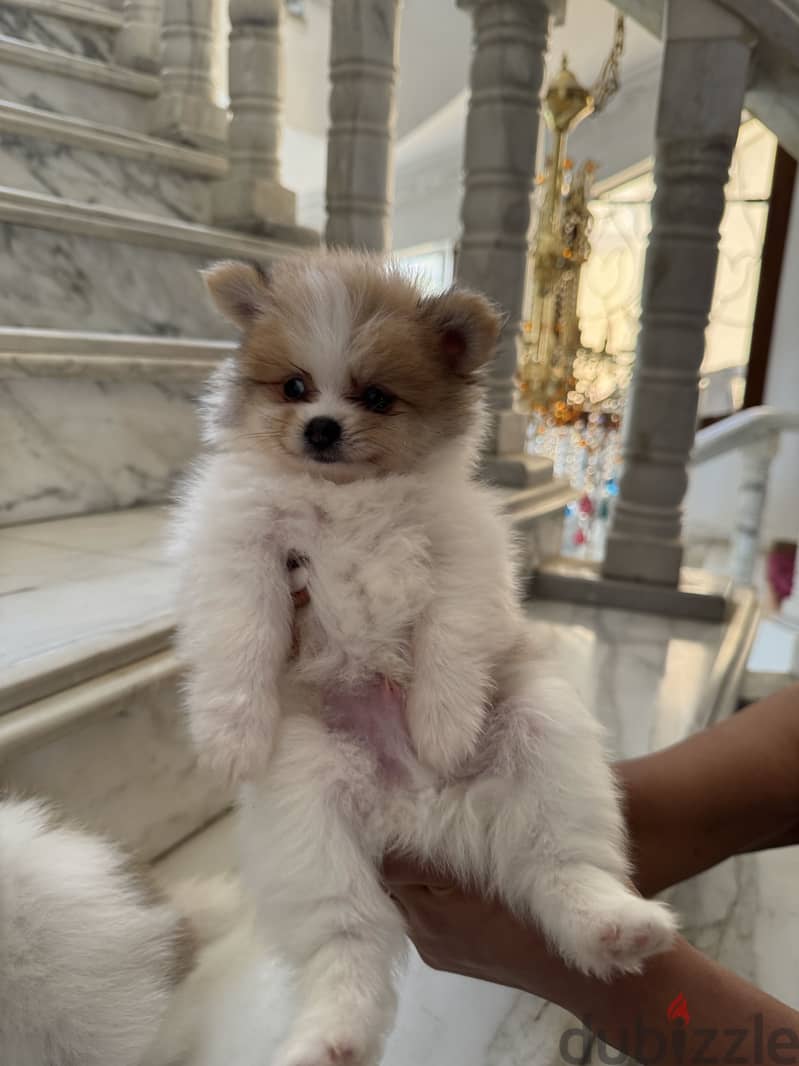 Pomeranian 5