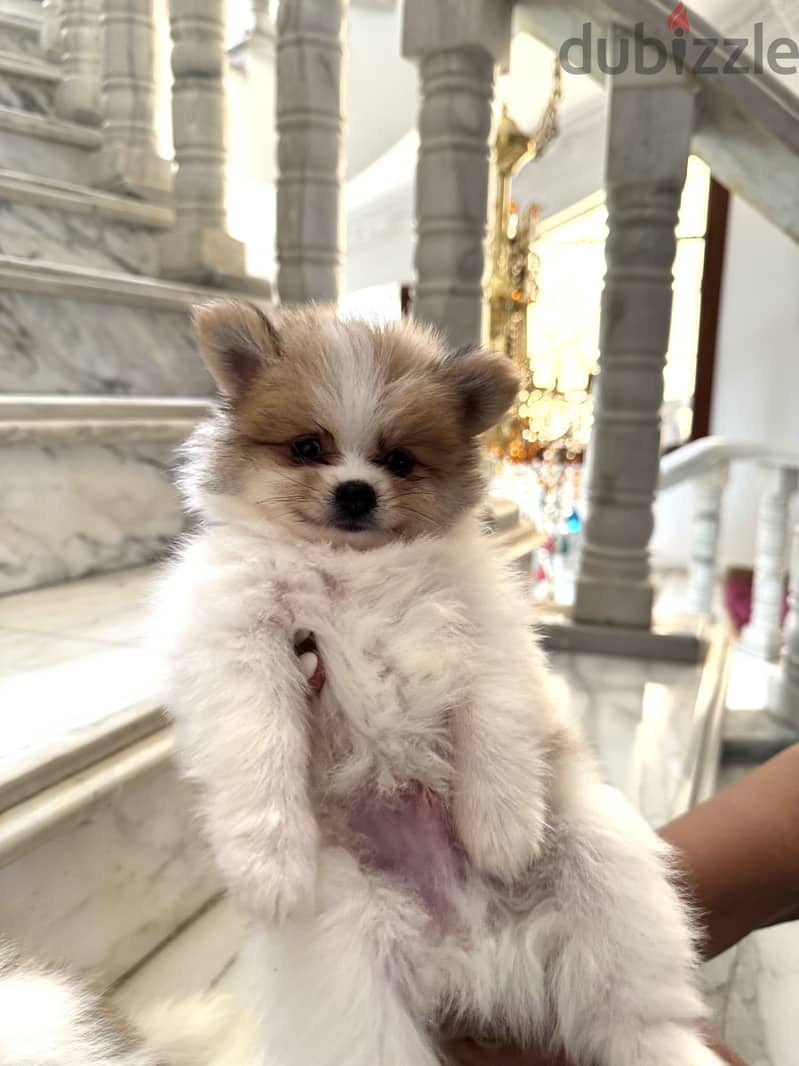 Pomeranian 6