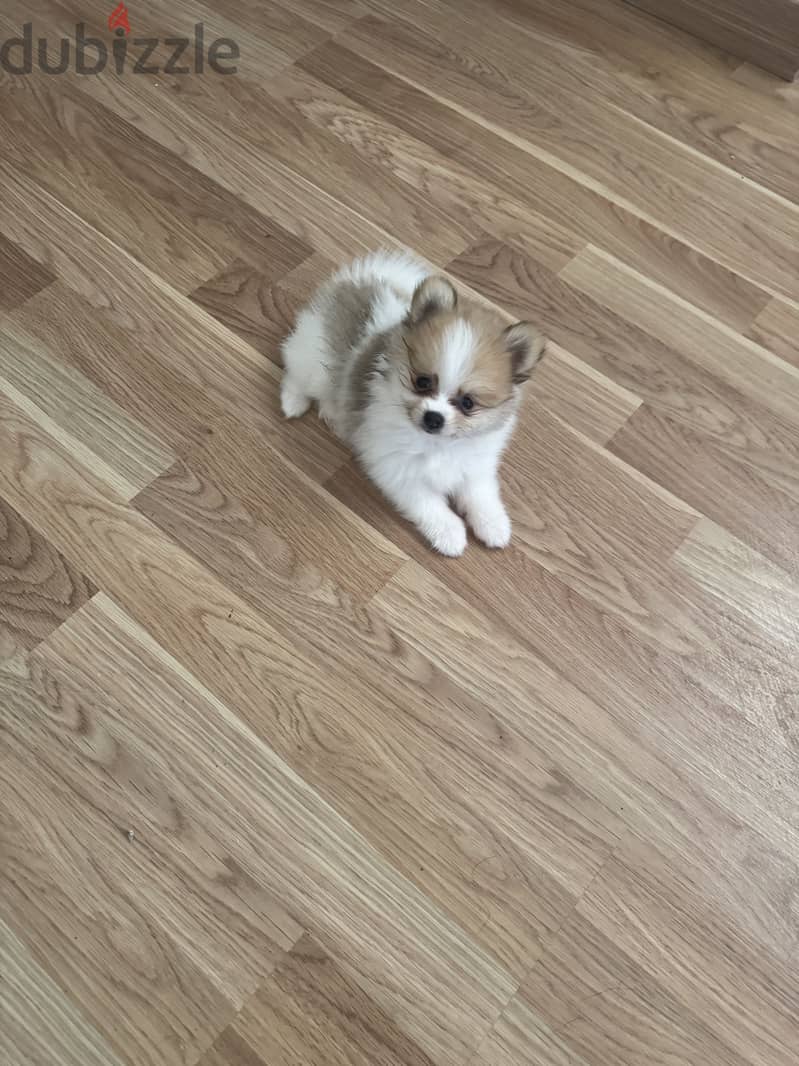 Pomeranian 7