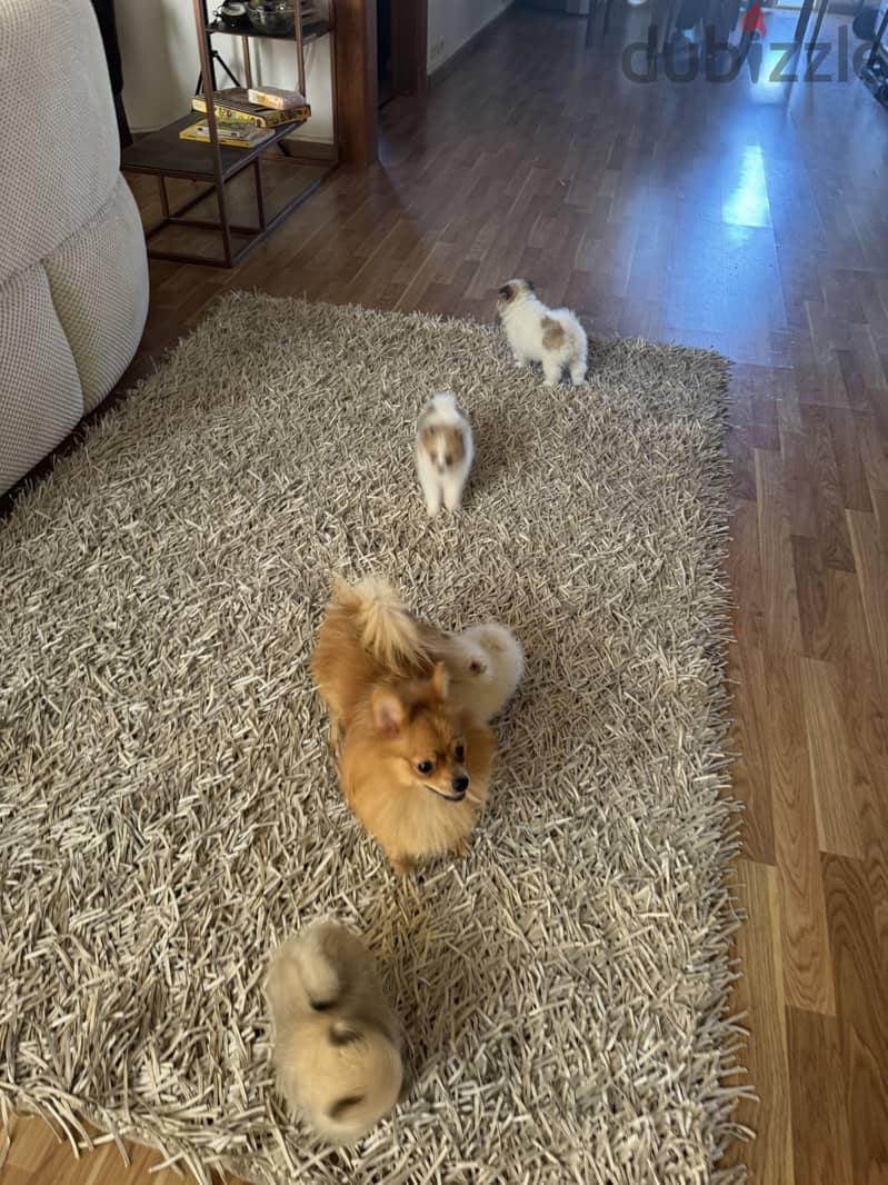 Pomeranian 8