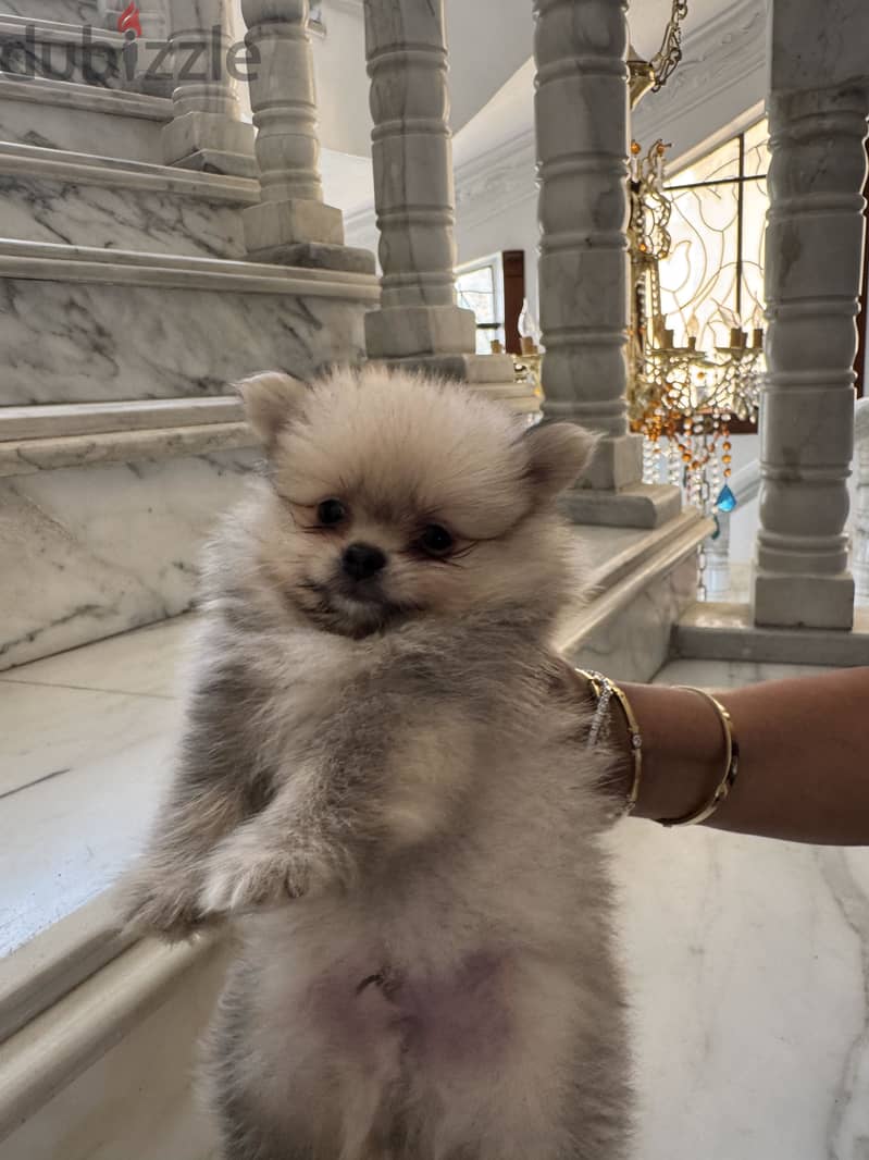 Pomeranian 9
